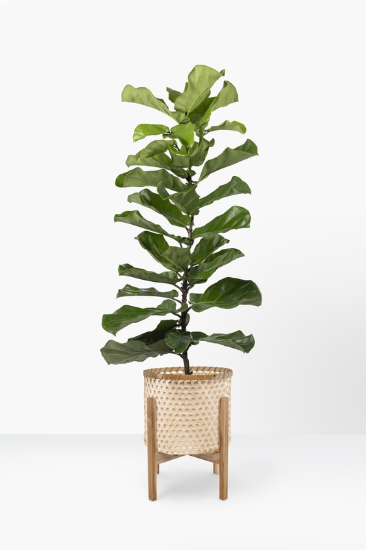 fiddle leaf fig plant pot