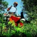Growing Green: Sustainable Gardening Practices for a Healthier Planet