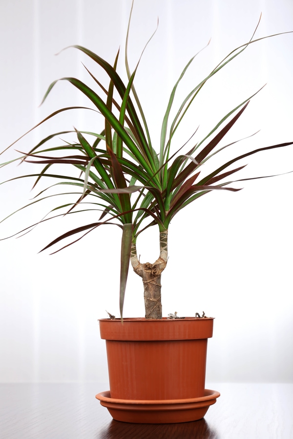 Dracaena (Dracaena marginata)