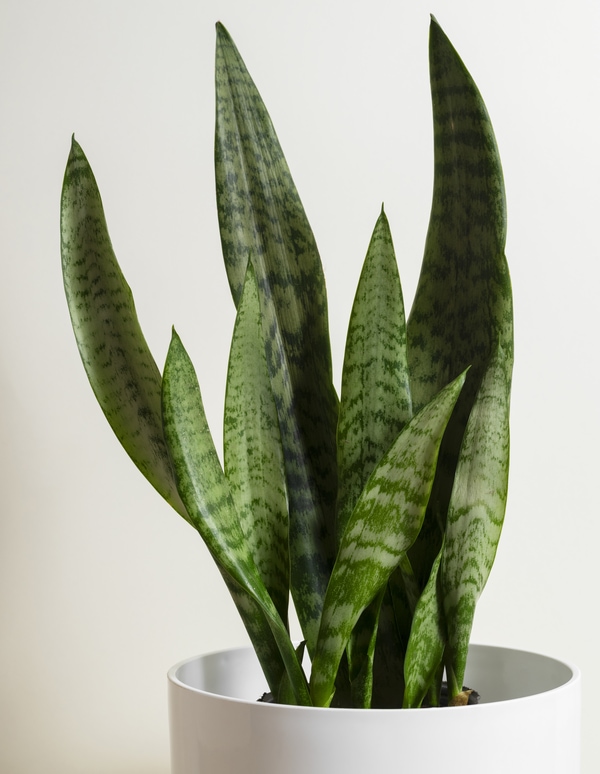  air purifiying snake plant