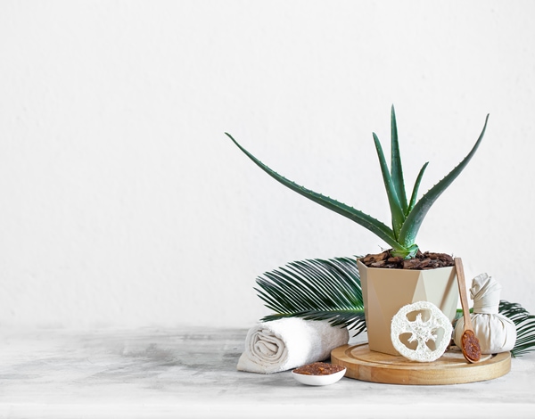 air purifying aloe vera