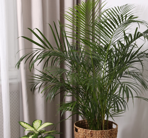air purifying bamboo palm