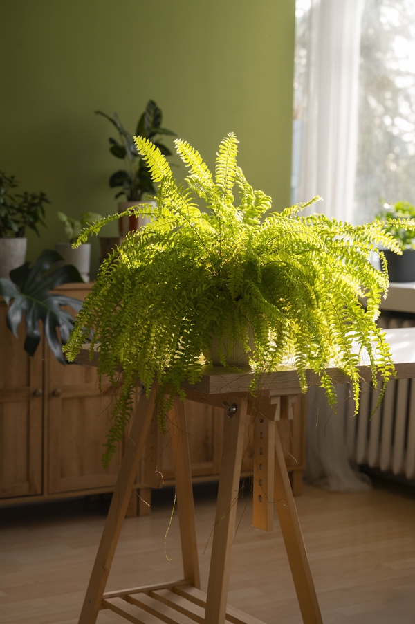 air purifying boston fern