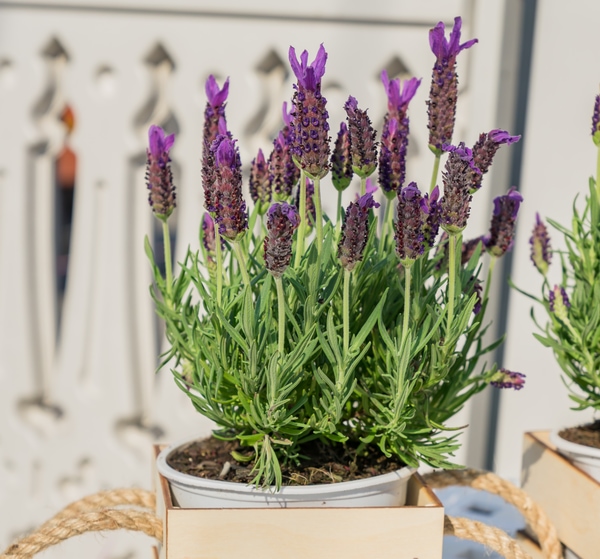 air purifying lavender