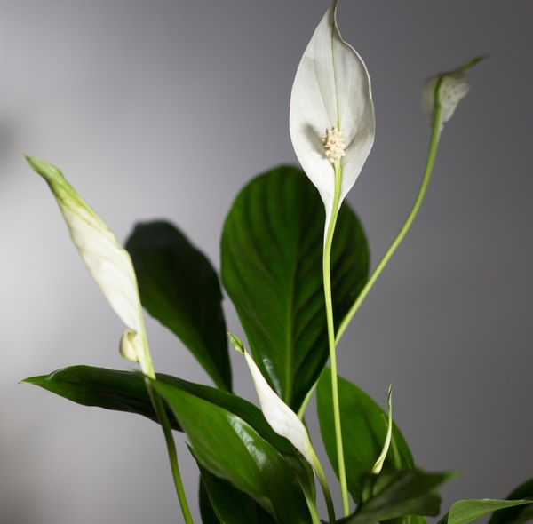 peace lily