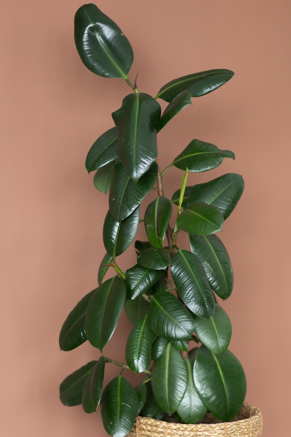 air purifying rubber plant
