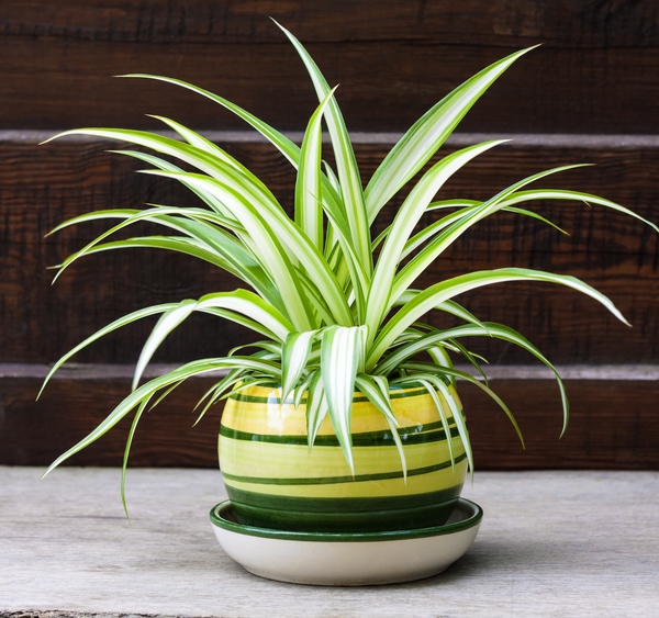 air purifying spider plant