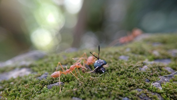 ant peskiest pests