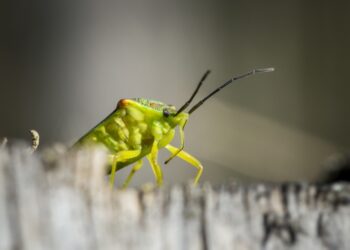 The Battle for Your Garden: Conquering the Peskiest Pests