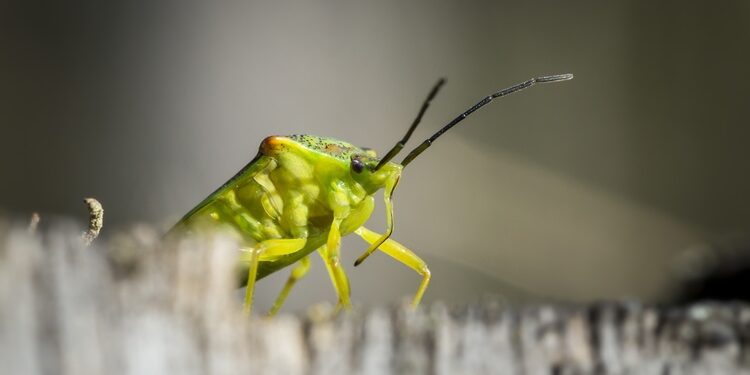 aphids