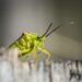 The Battle for Your Garden: Conquering the Peskiest Pests