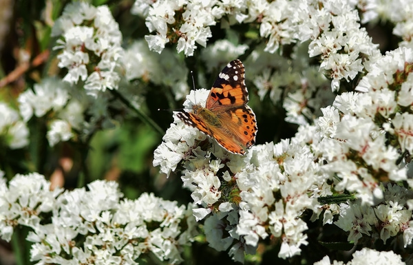 attract butterlies and pollinators
