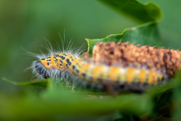 caterpillars peskiest pests