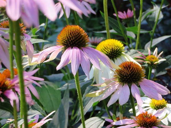 coneflowers in a sustainable garden