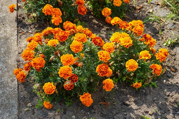 disease resistant marigolds