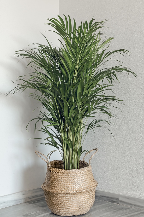 air purifying dypsis lutescens