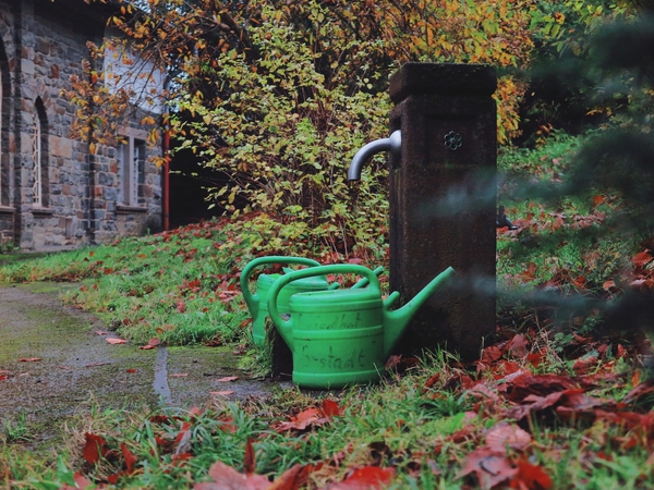 garden rainwater barrel