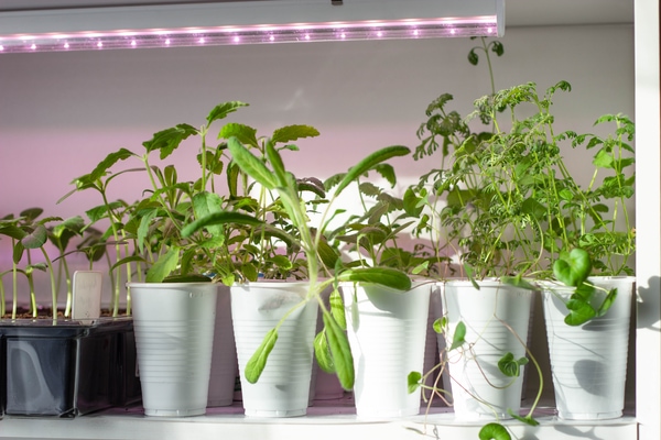 indoor led plant lights