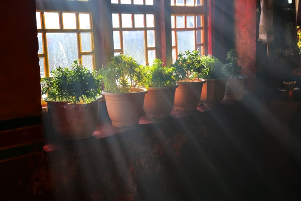 indoor plant lights