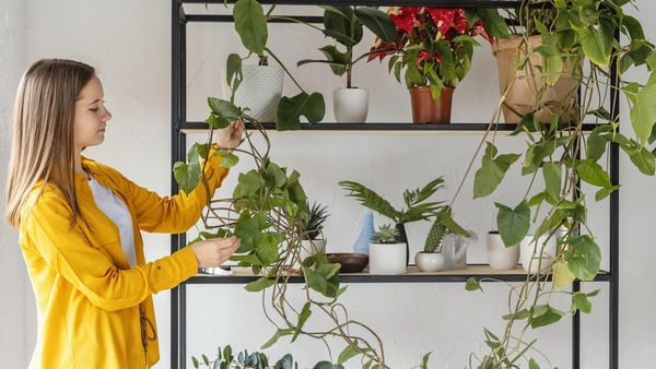 indoor vertical gardening shelves