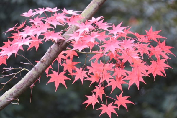  japanese maple disease resistant trees and shrubs