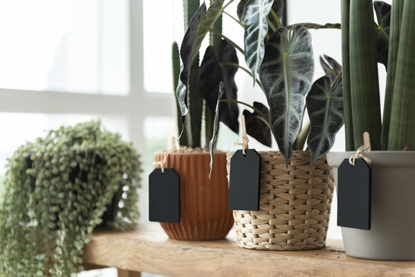 mixed indoor planters