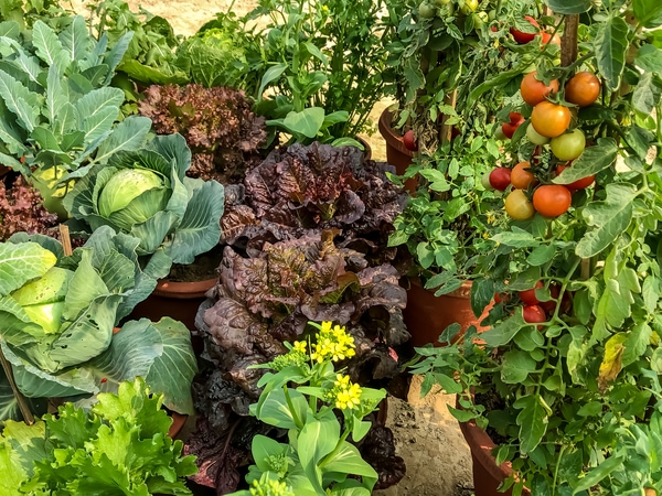  permaculture fruits growing plants