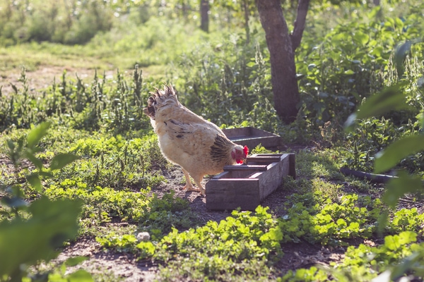 Permaculture Garden