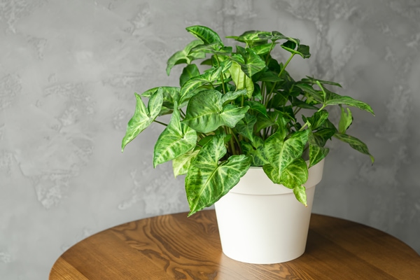 pothos plant for indoor garden