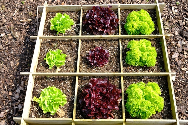 recycled wooden box for growing lettuce
