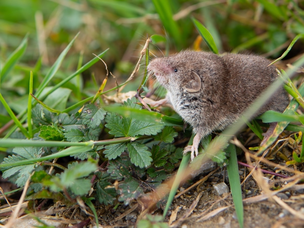 rodent peskiest pests