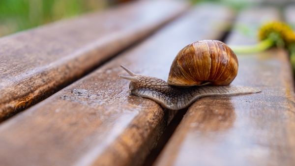 snails peskiest pests