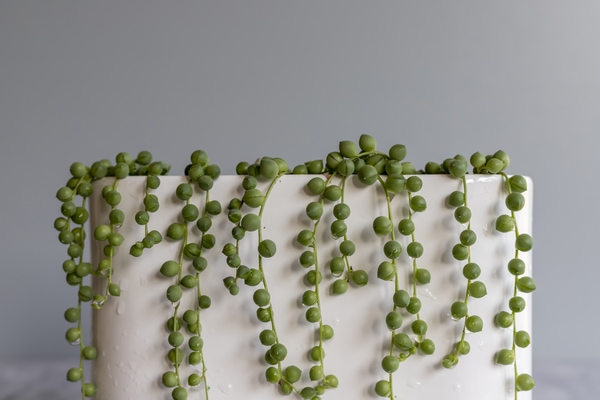 string of pearls plant