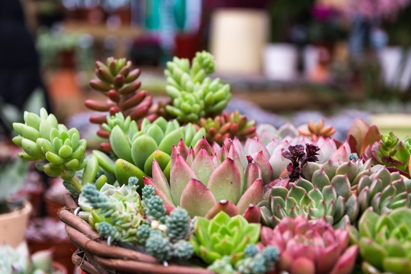 succulents vertical garden