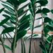 zz plant disease resistance resilient garden