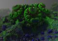 Unseen Enemies: The Devastating Impact of Plant Diseases