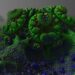Unseen Enemies: The Devastating Impact of Plant Diseases