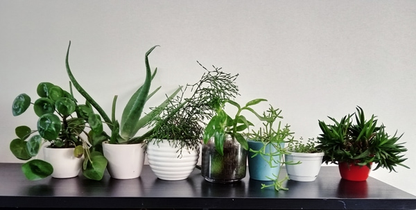 potted plants indoor garden