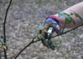 Enhancing Your Garden’s Beauty with Expert Pruning Techniques
