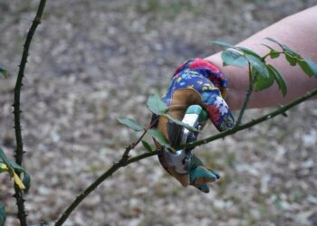 Enhancing Your Garden’s Beauty with Expert Pruning Techniques
