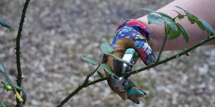 Enhancing Your Garden’s Beauty with Expert Pruning Techniques