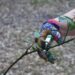 Enhancing Your Garden’s Beauty with Expert Pruning Techniques