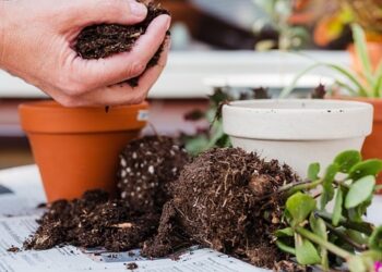 Secrets of Plant Growth: The Power of Fertilization