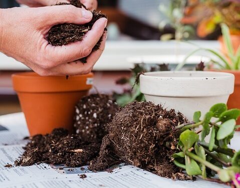 Secrets of Plant Growth: The Power of Fertilization