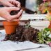 Secrets of Plant Growth: The Power of Fertilization