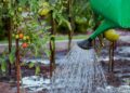 The Art of Watering Your Plants for Growth and Beauty