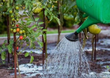 The Art of Watering Your Plants for Growth and Beauty