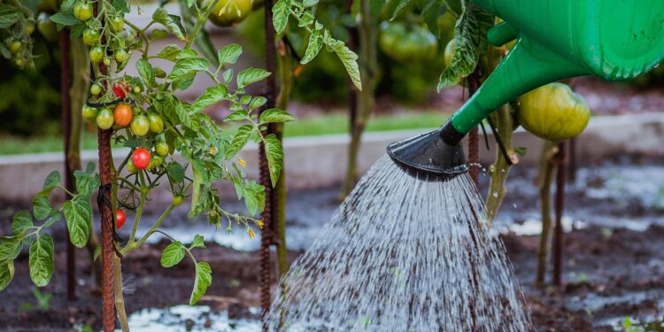 The Art of Watering Your Plants for Growth and Beauty