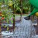 The Art of Watering Your Plants for Growth and Beauty