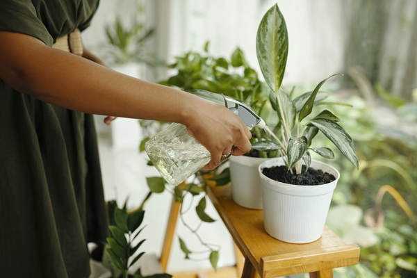 watering potted plants indoor garden